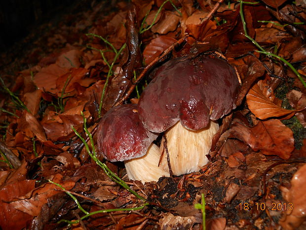 hríb sosnový Boletus pinophilus Pil. et Dermek in Pil.