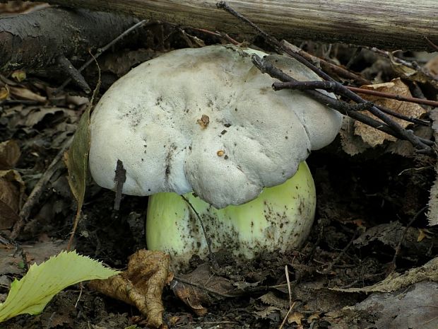 hríb horký Caloboletus radicans (Pers.) Vizzini