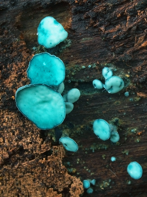 zelenica Chlorociboria sp.