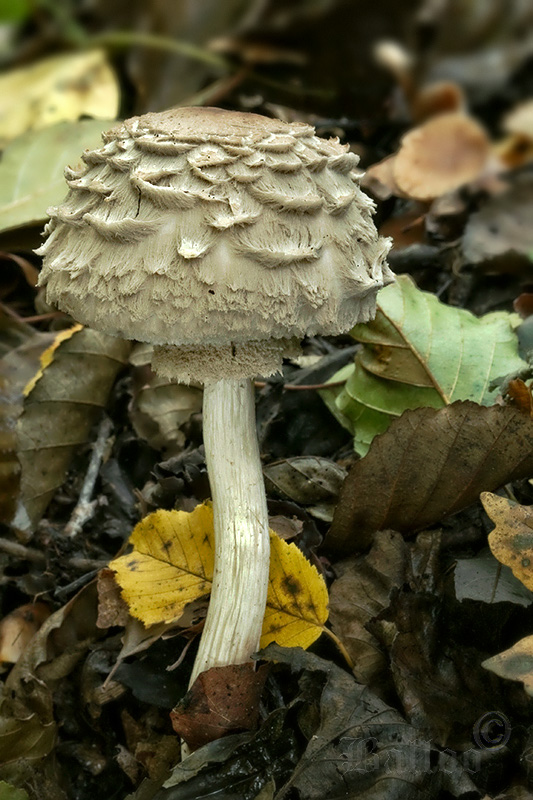 bedľa červenejúca Chlorophyllum rachodes (Vittad.) Vellinga