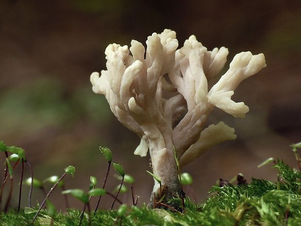 konárovka popolavá Clavulina cinerea (Bull.) J. Schröt.