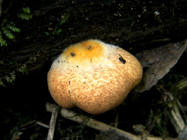 pahliva šafranová Crepidotus crocophyllus (Berk.) Sacc.