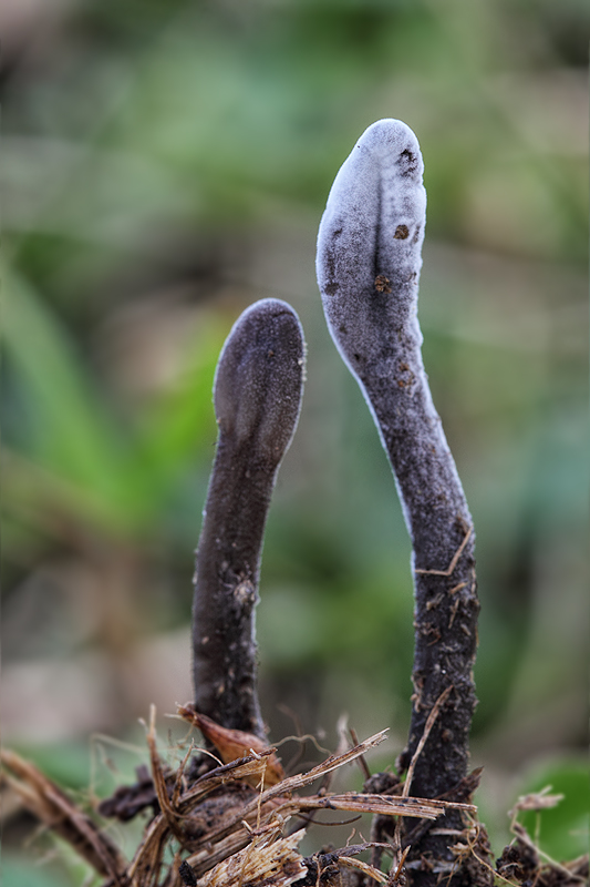 jazýček šupinkatý Geoglossum fallax ? E.J. Durand