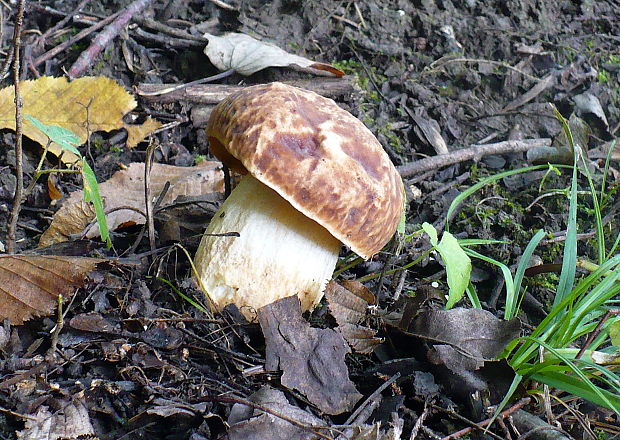 hríb jamkatý Hemileccinum depilatum (Redeuilh) Šutara