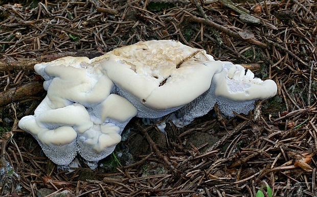 jelenkovka voňavá Hydnellum suaveolens (Scop.) P. Karst.