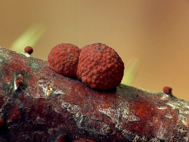 drevovček bukový Hypoxylon fragiforme (Pers.) J. Kickx f.