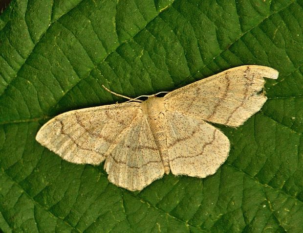 piadica kručinková Idaea aversata f. remutata