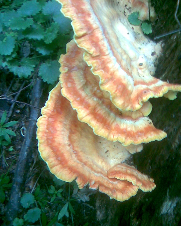 sírovec obyčajný Laetiporus sulphureus (Bull.) Murrill