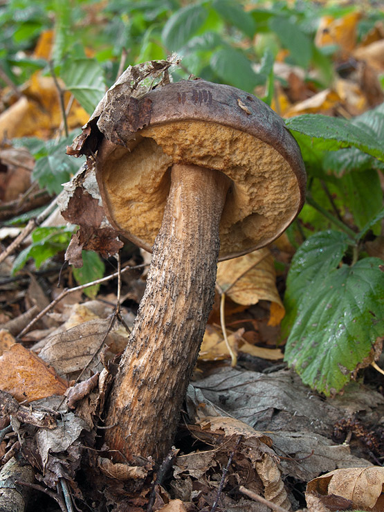 kozák brezový Leccinum scabrum (Bull.) Gray