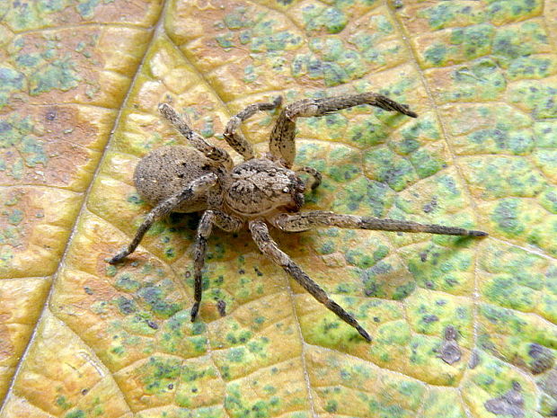 sliedič Lycosidae sp.