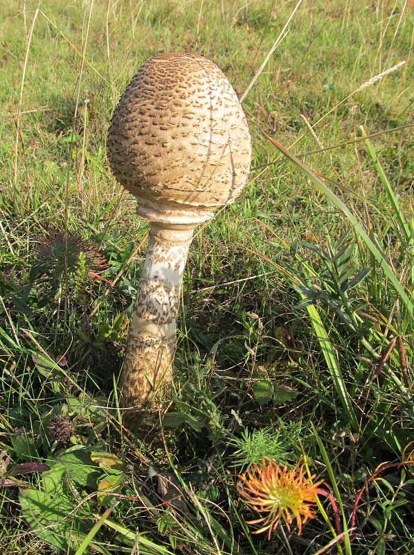 bedľa vysoká Macrolepiota procera (Scop.) Singer