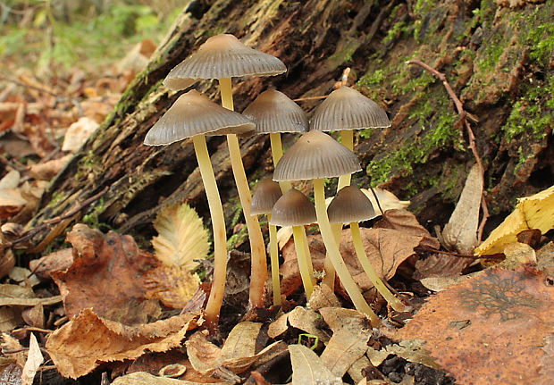 prilbička slizká želatínová Mycena epipterygia var. viscosa (Secr. ex Maire) Ricken