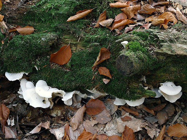 hlivuľa uškatá Pleurocybella porrigens (Pers.) Singer