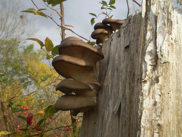 hliva ustricovitá Pleurotus ostreatus (Jacq.) P. Kumm.