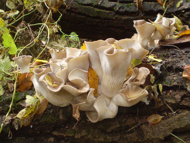 hliva ustricovitá Pleurotus ostreatus (Jacq.) P. Kumm.