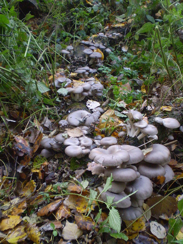 hliva ustricovitá Pleurotus ostreatus (Jacq.) P. Kumm.