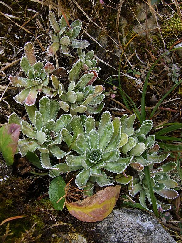 lomikameň metlinatý Saxifraga paniculata Mill.