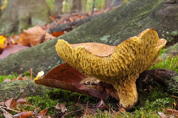 hríbovec dutohlúbikový Suillus cavipes (Opat.) A.H. Sm. & Thiers