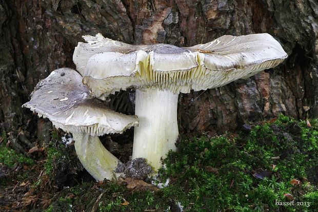 čírovka sivá Tricholoma portentosum (Fr.) Quél.