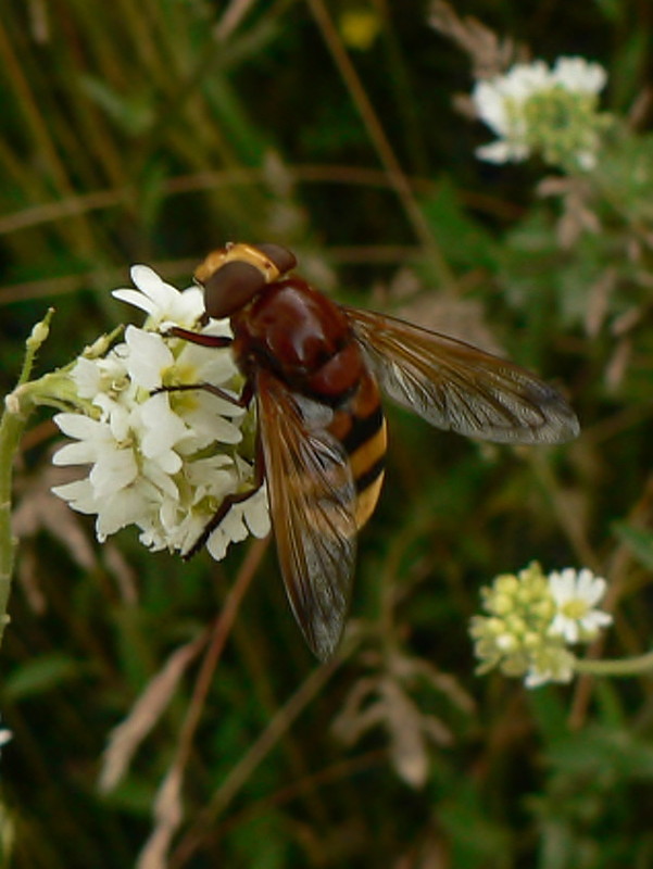 pestrica sršňová Volucella zonaria Poda, 1761