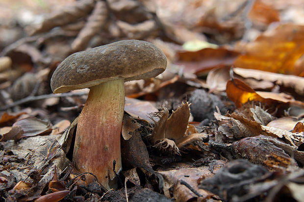 suchohríbnik zamatový Xerocomellus pruinatus (Fr. & Hök) Šutara