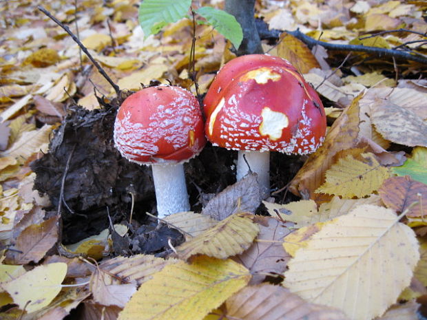 muchotrávka červená Amanita muscaria (L.) Lam.