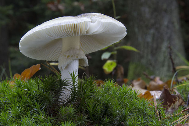 muchotrávka zelená Amanita phalloides (Vaill. ex Fr.) Link