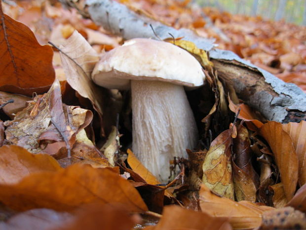 hríb smrekový Boletus edulis Bull.