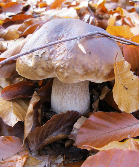 hríb smrekový Boletus edulis Bull.