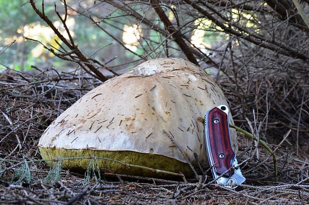 hríb smrekový Boletus edulis Bull.