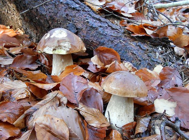 hríb smrekový Boletus edulis Bull.