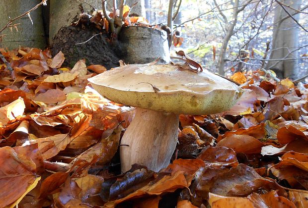 hríb smrekový Boletus edulis Bull.