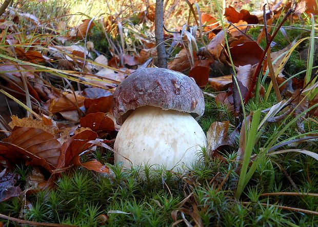 hríb sosnový Boletus pinophilus Pil. et Dermek in Pil.