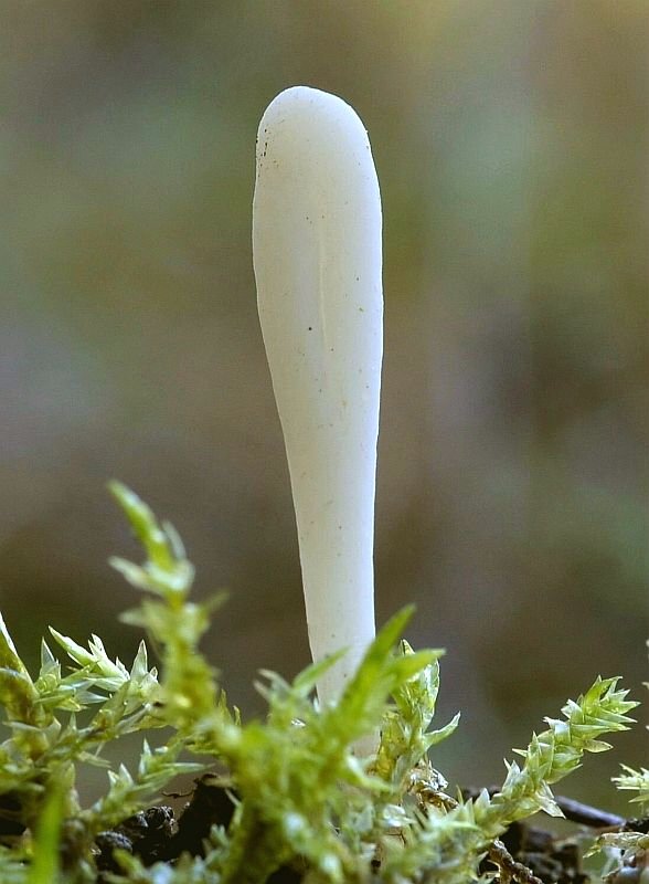 kyjačik Clavaria tenuipes Berk. & Broome