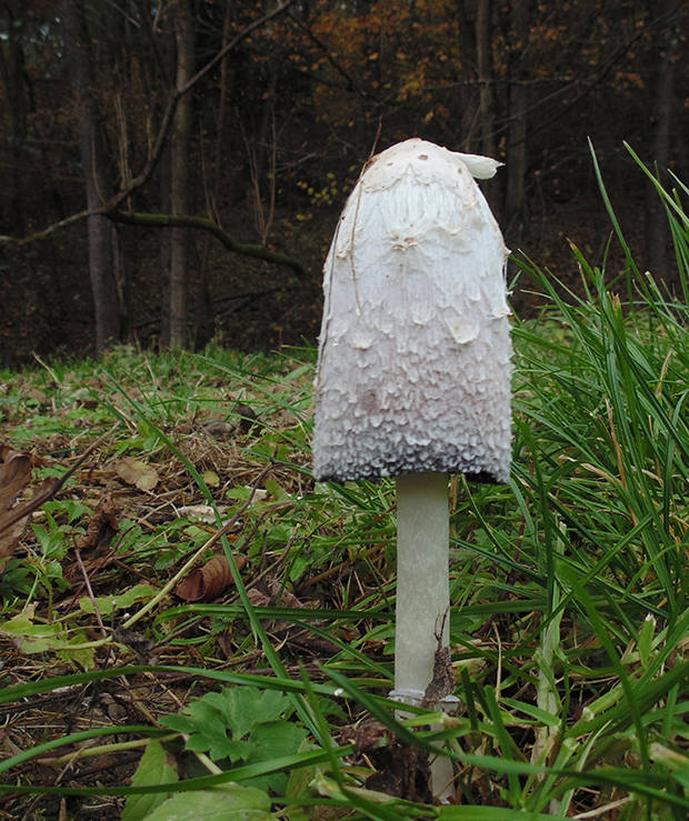 hnojník obyčajný Coprinus comatus (O.F. Müll.) Pers.