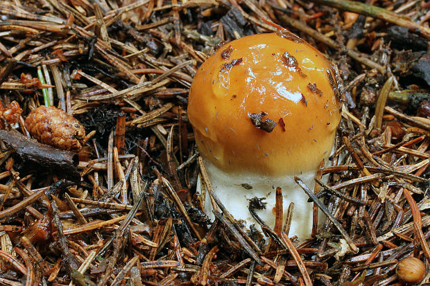 pavučinovec žemľový Cortinarius varius (Schaeff.) Fr.