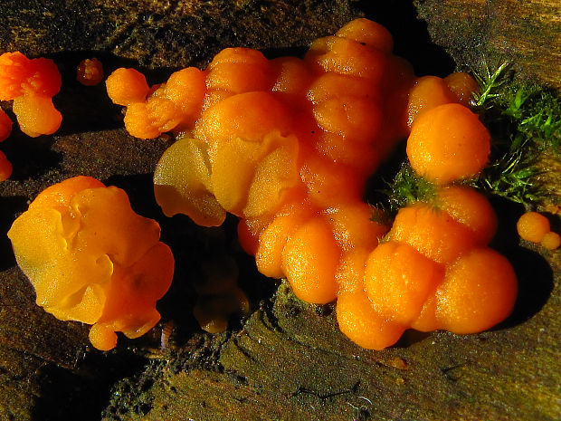 slzovec rôsolovitý/kropilka rosolovitá Dacrymyces stillatus Nees