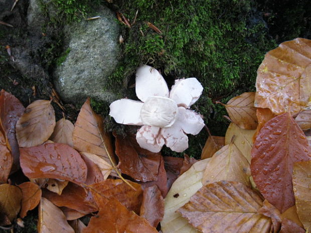 hviezdovka Geastrum sp.