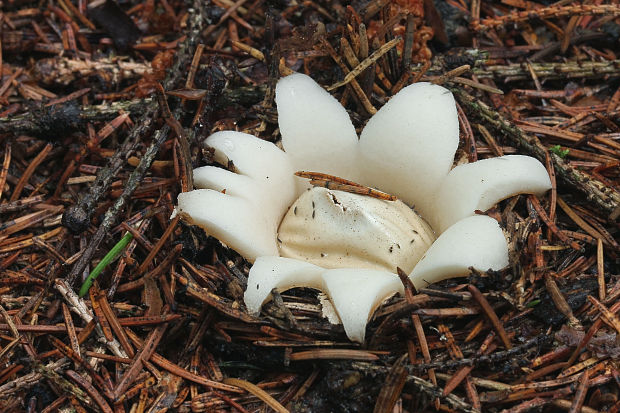 hviezdovka Geastrum sp.