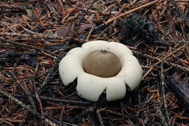 hviezdovka Geastrum sp.