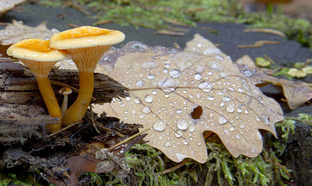 líška oranžová Hygrophoropsis aurantiaca (Wulfen) Maire