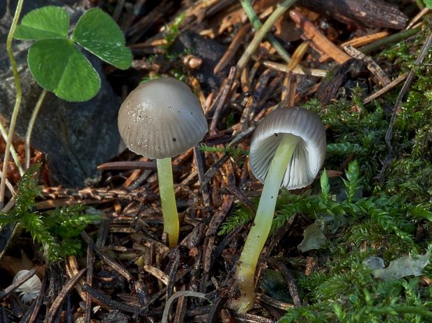 prilbička slizká Mycena epipterygia (Scop.) Gray