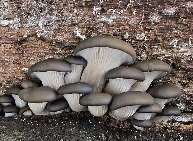 hliva ustricovitá Pleurotus ostreatus (Jacq.) P. Kumm.