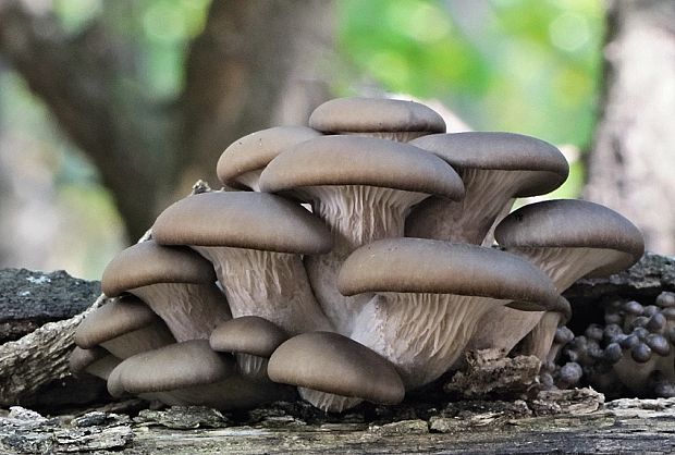 hliva ustricovitá Pleurotus ostreatus (Jacq.) P. Kumm.