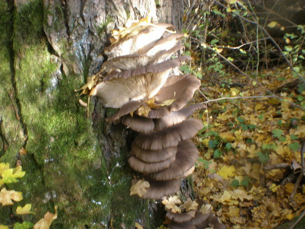 hliva ustricovitá (1) Pleurotus ostreatus (Jacq.) P. Kumm.