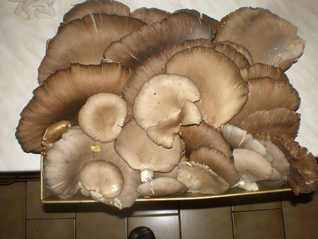 hliva ustricovitá (2) Pleurotus ostreatus (Jacq.) P. Kumm.