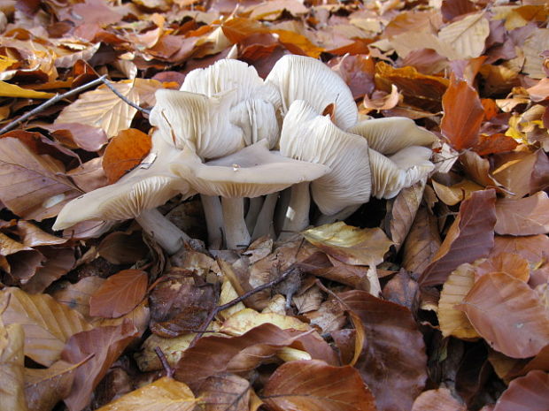 hliva buková Pleurotus pulmonarius (Fr.) Quél.