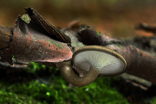 trúdnik Polyporus sp.