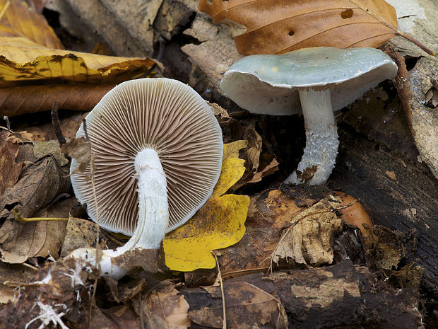 golierovka zelenomodrá Stropharia caerulea Kreisel