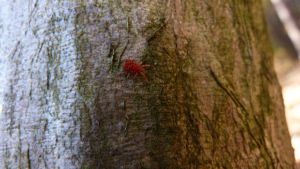 roztočník červený  Trombidium holosericeum